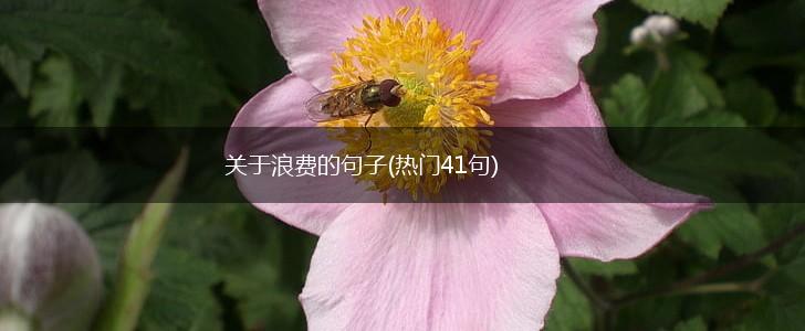 关于浪费的句子(热门41句),第1张