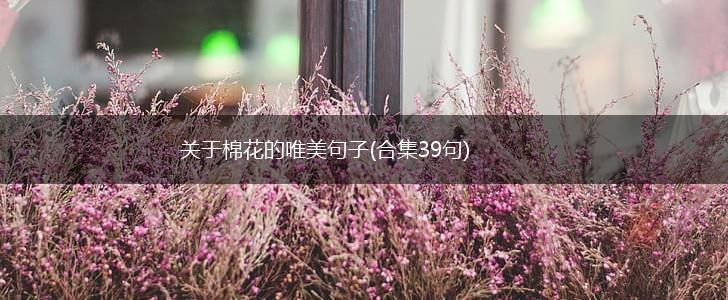 关于棉花的唯美句子(合集39句),第1张