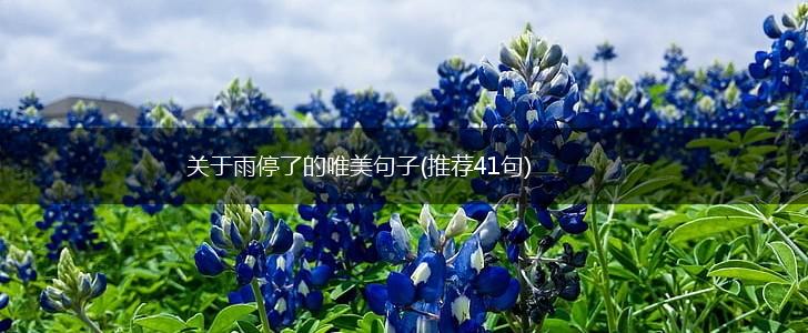 关于雨停了的唯美句子(推荐41句),第1张