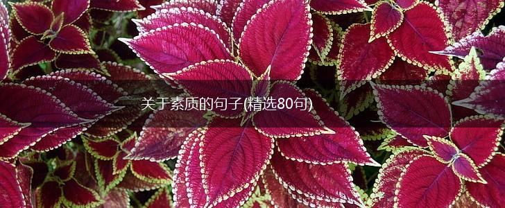 关于素质的句子(精选80句),第1张