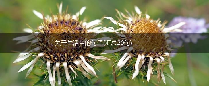 关于生活苦的句子(汇总20句),第1张