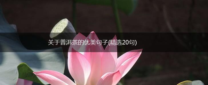 关于普洱茶的优美句子(精选20句),第1张
