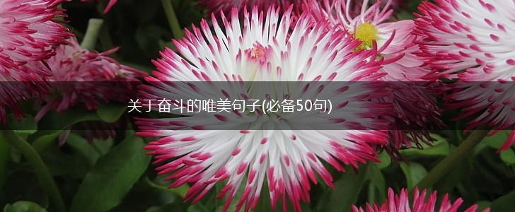 关于奋斗的唯美句子(必备50句),第1张