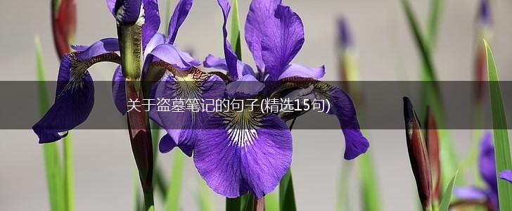 关于盗墓笔记的句子(精选15句),第1张