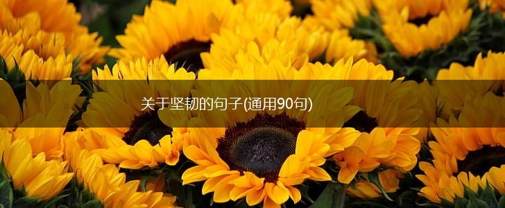 关于坚韧的句子(通用90句),第1张