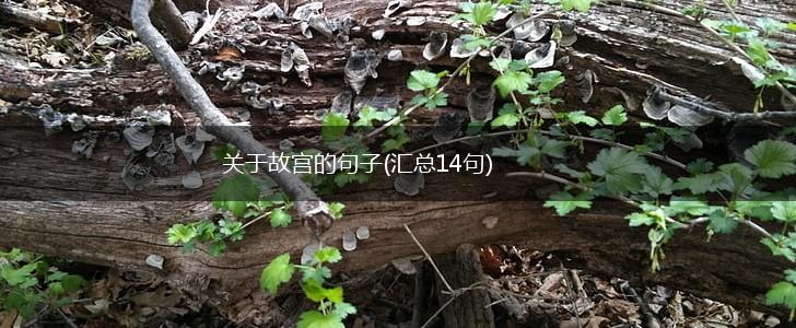 关于故宫的句子(汇总14句),第1张