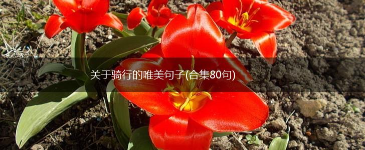 关于骑行的唯美句子(合集80句),第1张