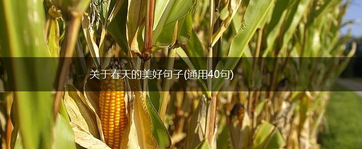 关于春天的美好句子(通用40句),第1张