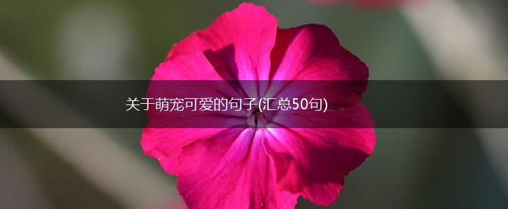 关于萌宠可爱的句子(汇总50句),第1张