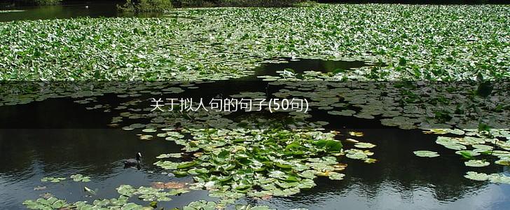 关于拟人句的句子(50句),第1张