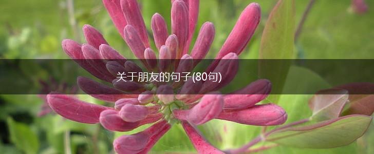 关于朋友的句子(80句),第1张