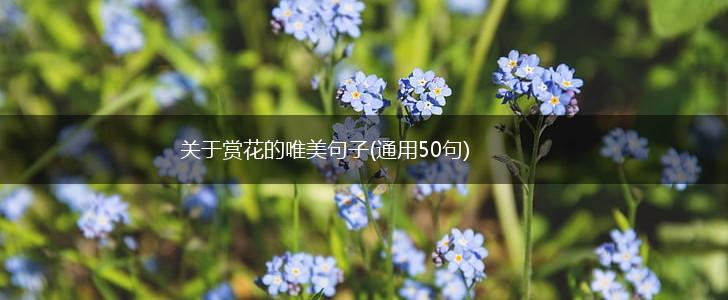 关于赏花的唯美句子(通用50句),第1张