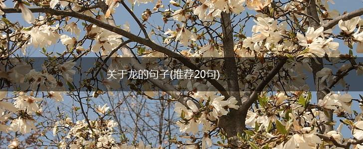 关于龙的句子(推荐20句),第1张