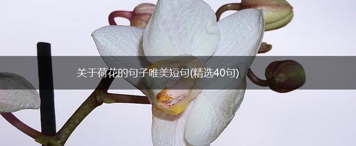 关于荷花的句子唯美短句(精选40句),第1张