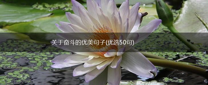 关于奋斗的优美句子(优选50句),第1张