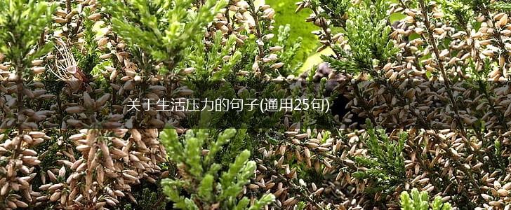 关于生活压力的句子(通用25句),第1张