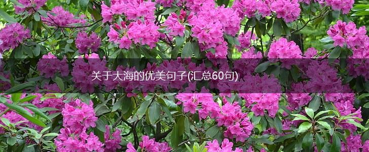 关于大海的优美句子(汇总60句),第1张