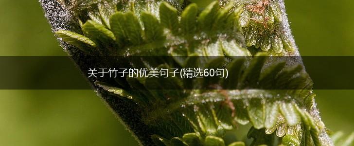 关于竹子的优美句子(精选60句),第1张
