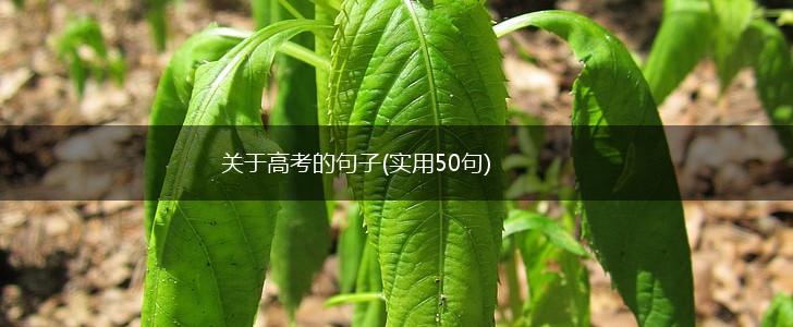 关于高考的句子(实用50句),第1张