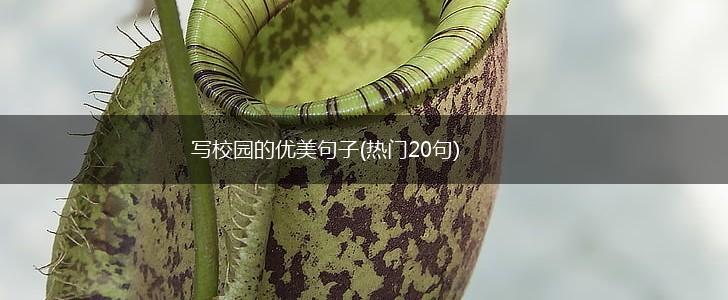 写校园的优美句子(热门20句),第1张