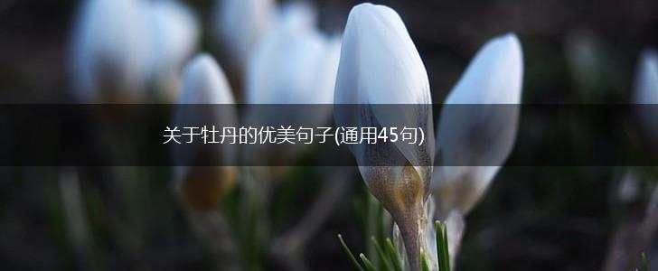 关于牡丹的优美句子(通用45句),第1张