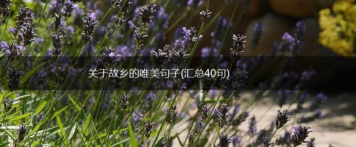 关于故乡的唯美句子(汇总40句),第1张