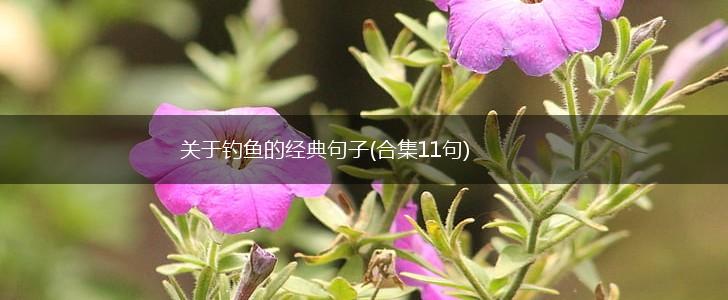 关于钓鱼的经典句子(合集11句),第1张