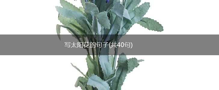 写太阳花的句子(共40句),第1张