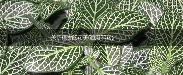 关于粮食的句子(通用20句),第1张