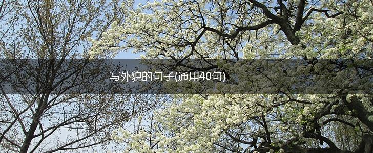 写外貌的句子(通用40句),第1张