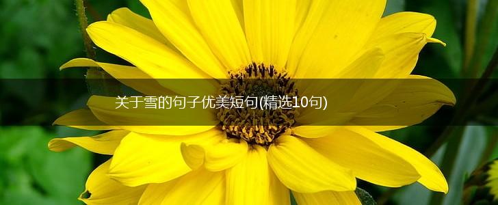 关于雪的句子优美短句(精选10句),第1张