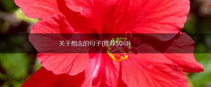 关于想念的句子(推荐50句),第1张