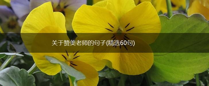 关于赞美老师的句子(精选60句),第1张