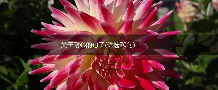 关于耐心的句子(优选70句),第1张