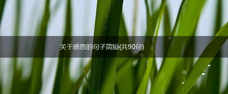 关于感恩的句子简短(共90句),第1张