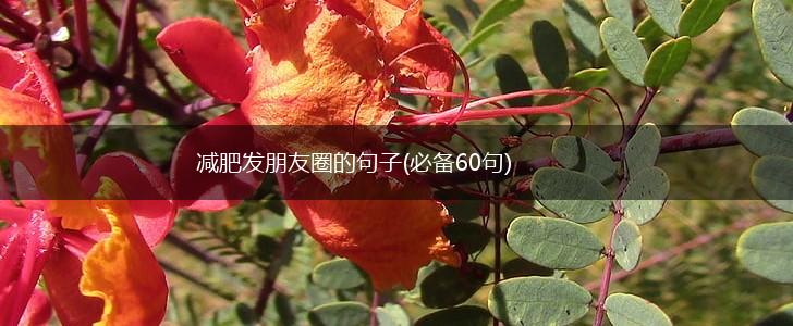 减肥发朋友圈的句子(必备60句),第1张