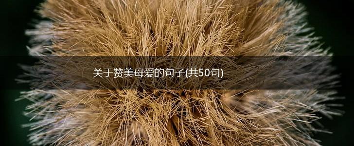 关于赞美母爱的句子(共50句),第1张