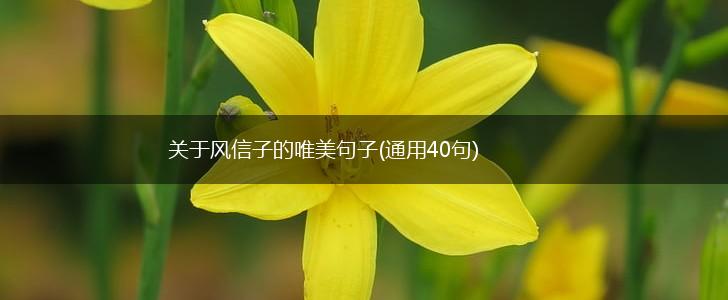 关于风信子的唯美句子(通用40句),第1张