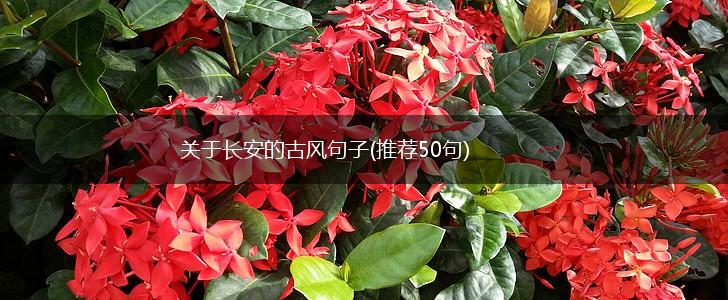 关于长安的古风句子(推荐50句),第1张