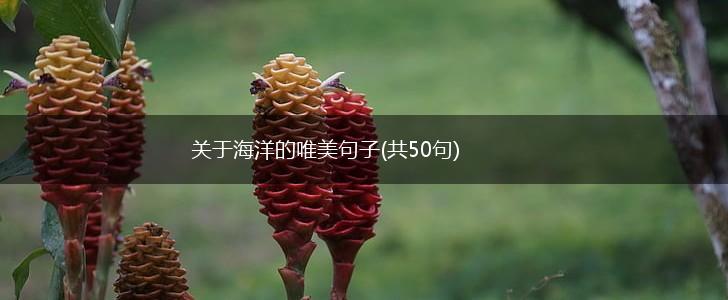 关于海洋的唯美句子(共50句),第1张