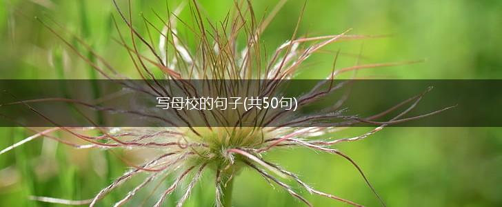 写母校的句子(共50句),第1张