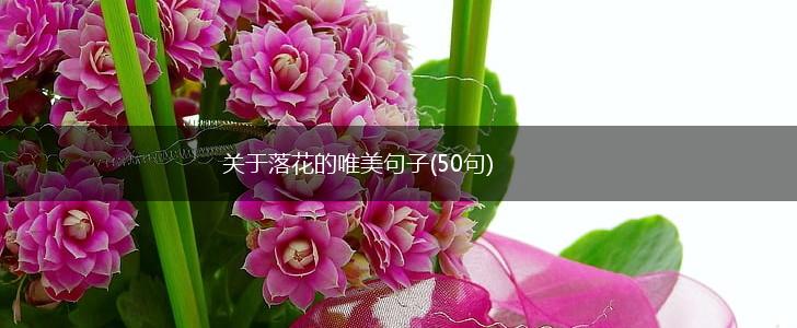 关于落花的唯美句子(50句),第1张