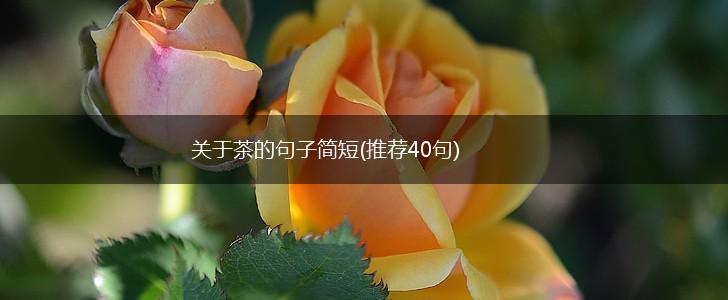 关于茶的句子简短(推荐40句),第1张