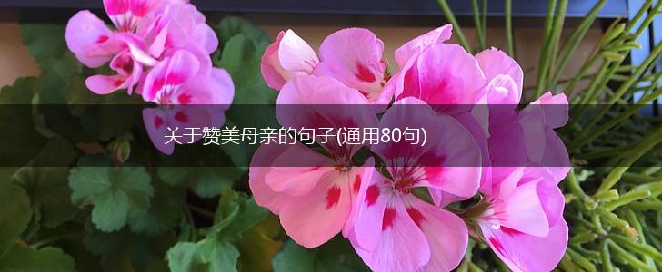 关于赞美母亲的句子(通用80句),第1张
