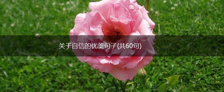 关于自信的优美句子(共60句),第1张