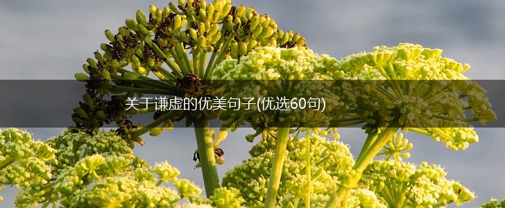 关于谦虚的优美句子(优选60句),第1张
