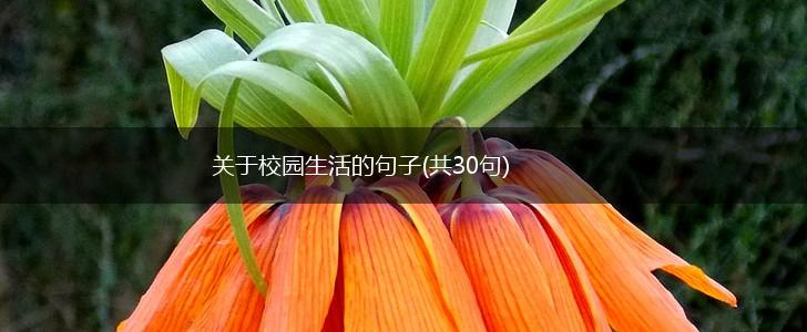 关于校园生活的句子(共30句),第1张