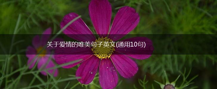 关于爱情的唯美句子英文(通用10句),第1张