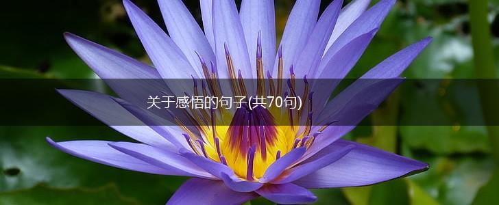 关于感悟的句子(共70句),第1张