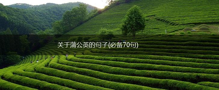 关于蒲公英的句子(必备70句),第1张